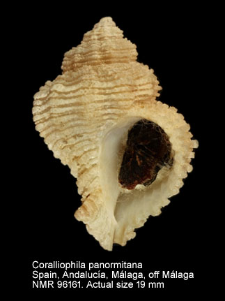 Coralliophila panormitana (3).jpg - Coralliophila panormitana (Monterosato,1869)